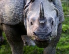 Gyarapodott egy indiai vadrezervátum orrszarvú-állománya