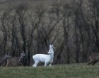 Ritka hófehér őzet láttak a Somogyban