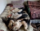 Saját otthonában melegítette fel az átfagyott gólyákat egy család