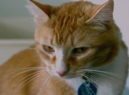 Ez történik, ha macskát viszel az ágyba. Eddig csak gyanítottam, de a tudomány bebizonyította