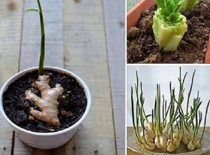 16 finom, friss zöldség, amit te magad is megtermelhetsz!