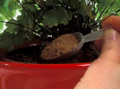 Ezek a legjobb módjai annak, hogy házi körülmények között lássad el tápanyaggal a szobanövényeidet; ezektől még a száraz bokrok is életre kelnek! Egy teáskanálnyi és…