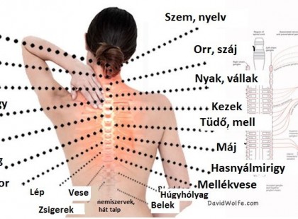 A fájdalom igazi oka: Az, hogy hogyan kapcsolódik a gerinc az egyes szervekhez