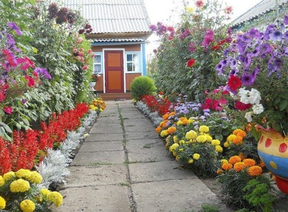 A legnépszerűbb kerti virágok, amelyek hosszú időn át virágzanak, így egész nyáron gyönyörködhetünk bennük!