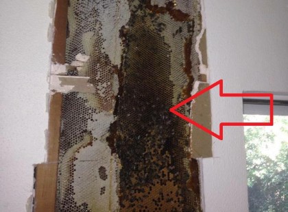 Szivember!Emberségből jeles!