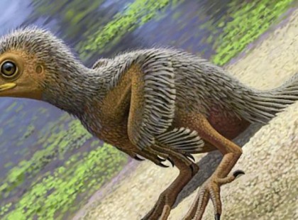 Ritkaságnak számító madárfióka-kövületet azonosítottak a kutatók