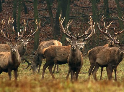 Több száz szarvasból álló rudli állította meg az autósokat Baranyában