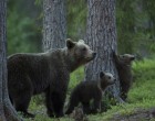 Medvét láttak az Aggteleki Nemzeti Parkban – videó