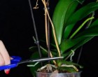 Miért nem virágzik az orchidea? Okok és megoldások, hogy újra virágozzon