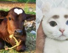 16 elbűvölő állat, amelyeket maga a természet festett ilyenre!
