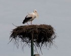 A Hortobágyra is megérkezett a tavasz, hazaért az első fehér gólya