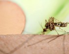 Bőrférgességet kaphatunk az új szúnyogfajtól Magyarországon