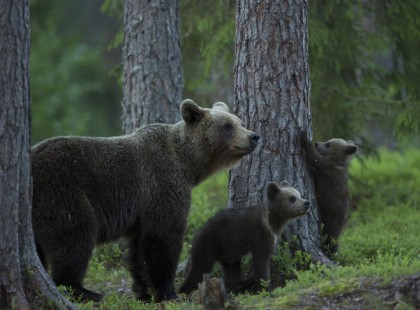 Medvét láttak az Aggteleki Nemzeti Parkban – videó