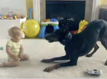 A kislány a dobermannal játszott, amikor hirtelen a kutya elkezdte a fogát vicsorgatni és megragadta a kislányt…