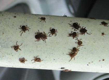 Használd te is ezt a pár trükköt, hogy ne válj a kullancsok áldozatává! Én már biztonságban érzem magam a természetben