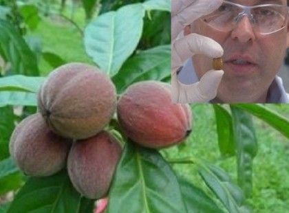 Megöli a rákot, mégis hallgatnak róla….Megöldi a rákot ez a bogyó pár perc alatt – A gyógyszeripar mélyen hallgat róla!Ausztrál kutatók felfedeztek egy olyan gyümölcsöt, ami a rákos…