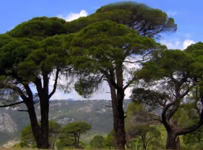 A 3 fa története! 5 perc alatt elolvasod, de egész életedben emlékszel majd rá!