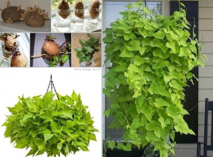 Nevelj édesburgonyát az ablakban! Nem is gondolnád milyen bámulatos növény lesz belőle!