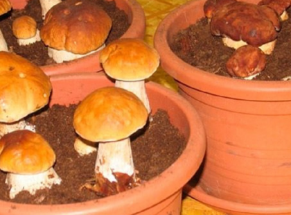 Találtak pár vargányát az erdőben, de ahelyett, hogy megfőzték volna ezt tették velük…