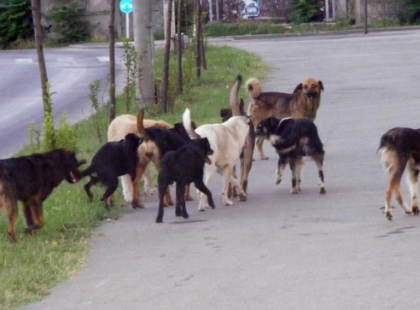 Rossz hírünk van a kutyatulajdonosoknak! Keményen adózniuk kell ezentúl kedvenceik után! Ekkora összeget kell fizetniük hamarosan: Osszátok!