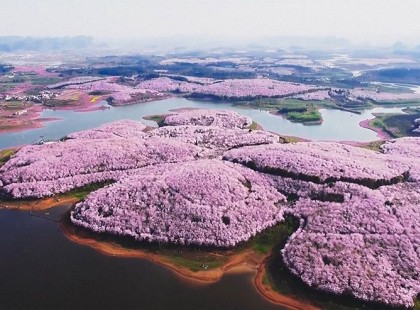 A cseresznyavirágzás elérte tetőfokát Kínában. Íme a világ leggyönyörűbb tavasza!