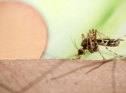 Bőrférgességet kaphatunk az új szúnyogfajtól Magyarországon