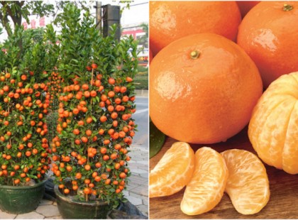 Nem fogsz többé mandarint venni, ha meglátod milyen egyszerűen nevelhetsz te magad is mandarinfát otthon!