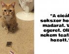18 fotó olyan macskákról, akik a legképtelenebb dologra képesek