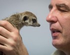 Földhöz vágta a Kecskeméti Vadaspark vemhes szurikátáját egy látogató!