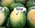 5 fontos tipp, hogyan válaszd ki a tökéletes görögdinnyét!