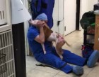 A kutya ismét találkozik az állatorvossal aki kezelte őt és azonnal felismeri a férfit