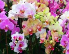 Hogyan öntözd helyesen az orchideát, hogy kivirágozzon?
