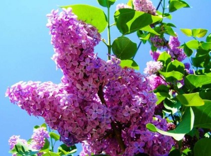 Mindenhol csak arról olvasni, hogy az orgona mennyire szép, de ezt senki nem említette róla