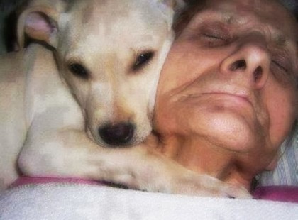 A könnyeinkkel küzködtünk: Ez a kutya minden nap elment a kómába esett gazdihoz. ❤ Amikor a nő felébredt meglepő dolgot mesélt el az orvosoknak!