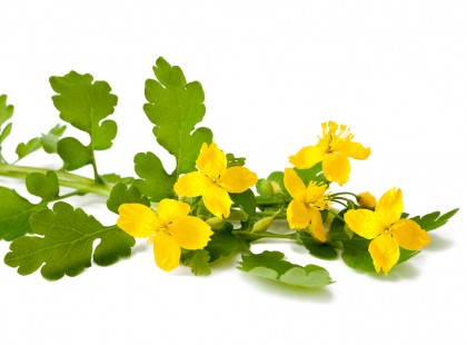 A vérehulló fecskefű fantasztikus ereje, amit minden embernek ismernie kell!