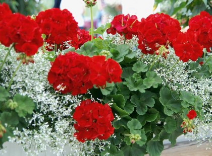 Kifecsegte a titkot a ker­tész, ettől ontja a vi­rá­gait a mus­kátli