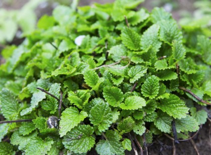 Eddig szerettem, de most a szomszédom felfedte a teljes igazságot a citromfűről. EZT teszi a testünkkel ez a növény