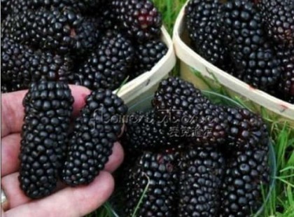 Így küzd a rák, a cukorbetegség, a tunya bélműködés, és a ragályok ellen ez az elfelejtett csodagyümölcs, a fekete szerder