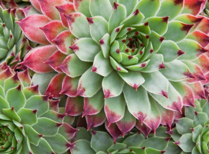 Egy valóban CSODÁS növény, ami megszabadít az allergiától és számos más betegségtől is! Neked is van otthon Ebből?! - Ezt jó ha minél többen tudjátok, a bükki füvesember, Gyuri bácsi is EZT használTta!