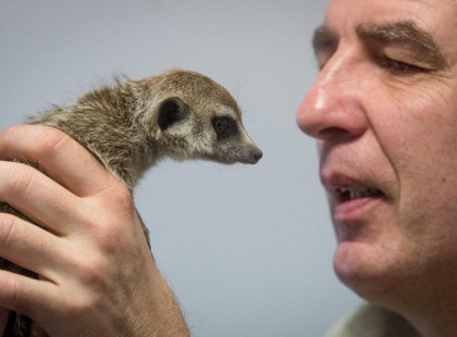 Földhöz vágta a Kecskeméti Vadaspark vemhes szurikátáját egy látogató!