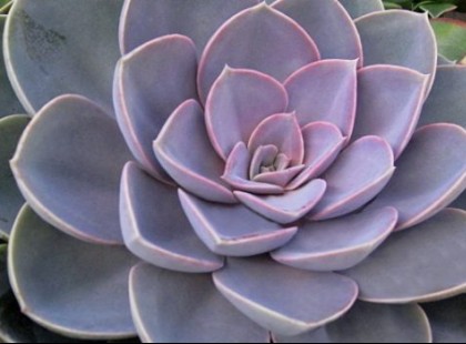 Magyarok titka:a növény, ami elmulasztja az allergiát és 100 más betegséget kezel