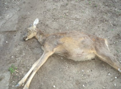 Farkas Feriék korábban egy vemhes őzikét addig üldöztek motorral míg holtan össze nem esett. 2 nap múlva ellett volna.