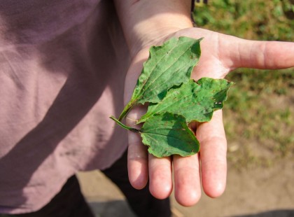 Mindenki irtja és gyomnak nézi:a világ legerősebb gyógynövénye ez, ne dobd ki!