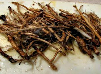 A tudósok szerint ez a gyökér elpusztítja a rákos sejtek 95 százalékát