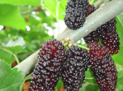 Van, aki meg sem meri enni, pedig az egyik legegészségesebb magyar gyümölcs!Nem csak a termés, hanem a levél is aranyat ér!