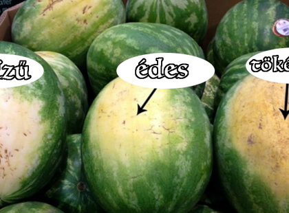 5 fontos tipp, hogyan válaszd ki a tökéletes görögdinnyét!