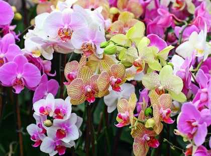 Hogyan öntözd helyesen az orchideát, hogy kivirágozzon?