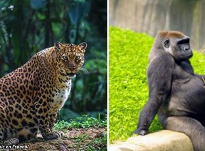 Nézzed meg ezeket az anyákat! Ez a legaranyosabb dolog, amit valaha láttam!