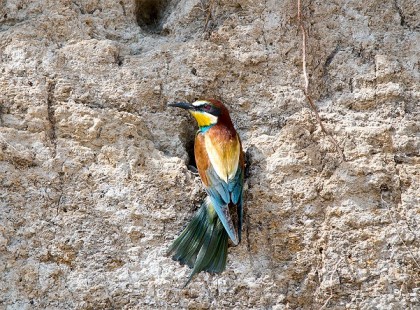 Purhabot nyomtak a gyurgyalagok költőüregeibe