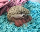 18 drága bébiállat, amelyet valószínűleg még soha nem láttál